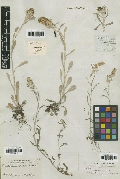 Gamochaeta purpurea (L.) Cabrera - BM001025558