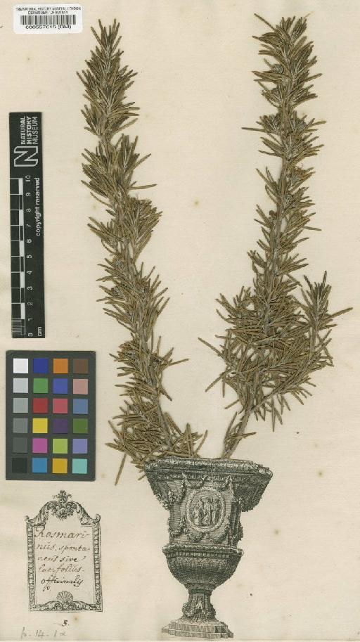 Rosmarinus officinalis L. - BM000557615