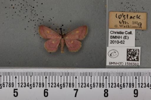 Idaea muricata (Hufnagel, 1767) - BMNHE_1586560_260808