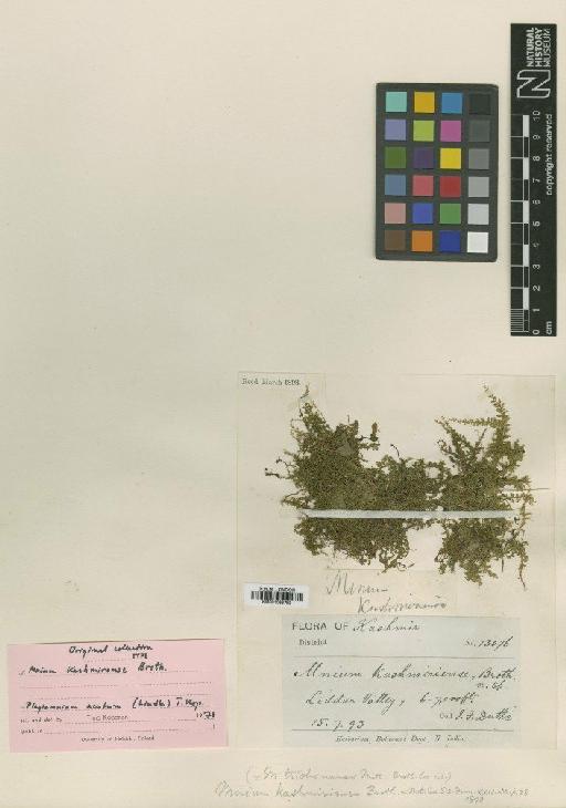 Plagiomnium acutum (Lindb.) T.J.Kop. - BM001086793