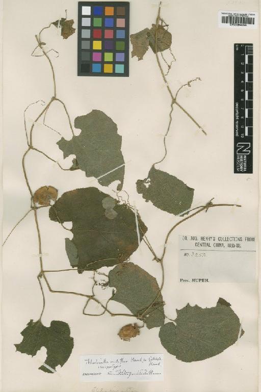 Thladiantha nudiflora Hemsl. ex Forbes & Hemsl. - BM000944646