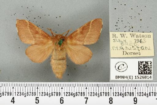 Malacosoma neustria (Linnaeus, 1758) - BMNHE_1526814_191046