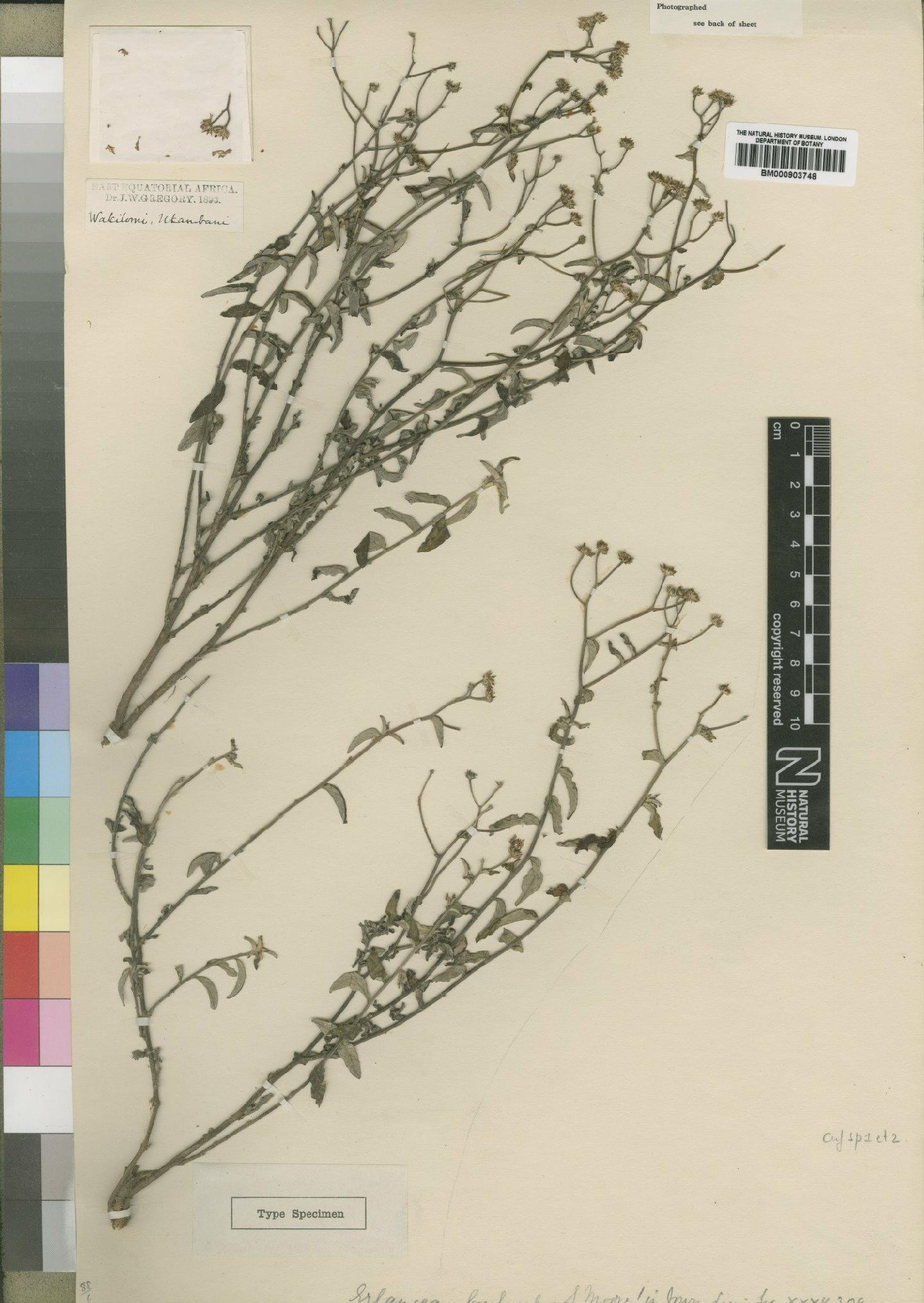 To NHMUK collection (Erlangea amplexicaulis Muschl.; Type; NHMUK:ecatalogue:4528753)