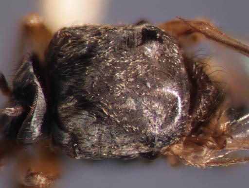 Simulium (Trichodagmia) clavipes species group Tarsatum Malloch, 1914 - 010849101_S_clavipes_Female_Thorax_posterior illumination