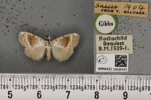 Meganola albula (Denis & Schiffermüller, 1775) - BMNHE_1668443_291132