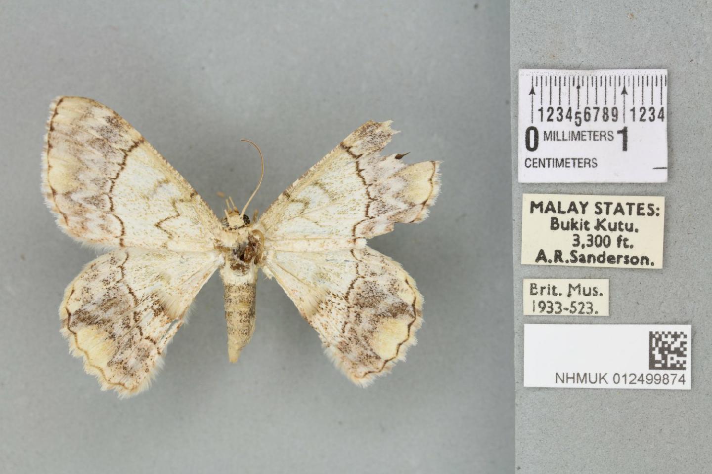 Pingasa rubicunda thumbnail