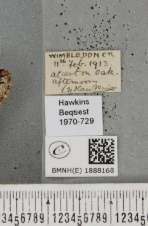 Apocheima hispidaria (Denis & Schiffermüller, 1775) - BMNHE_1888168_label_455547