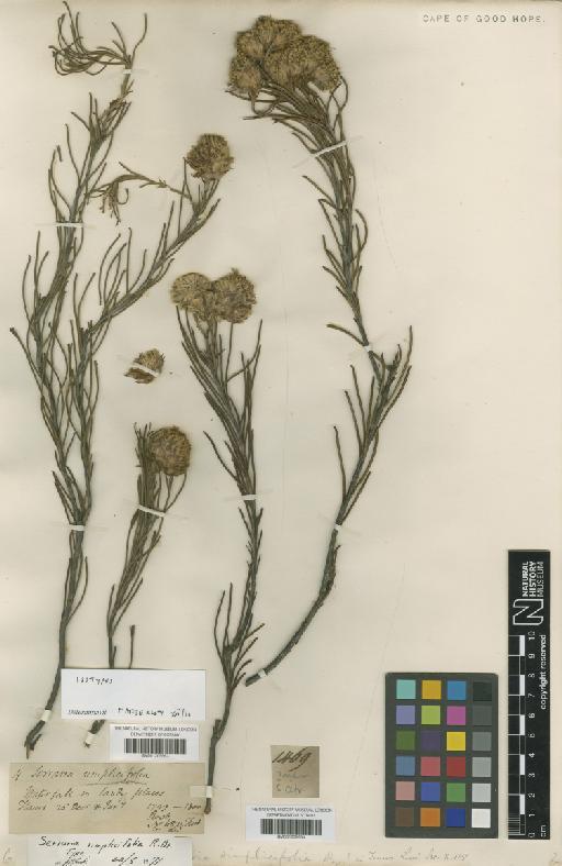 Serruria simplicifolia R.Br. - BM001209563