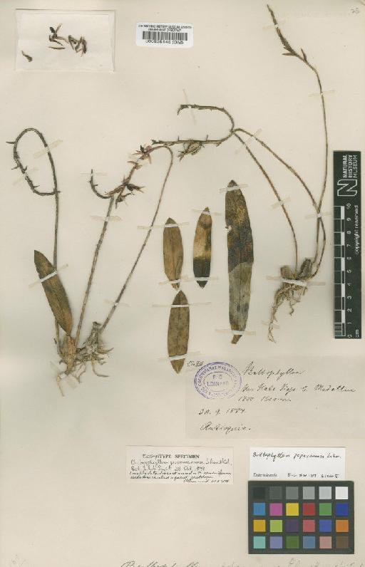 Bulbophyllum popayanense F.Lehm. & Kraenzl. - BM000525145