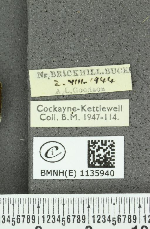 Neozephyrus quercus ab. obsoleta Tutt, 1907 - BMNHE_1135940_label_94064