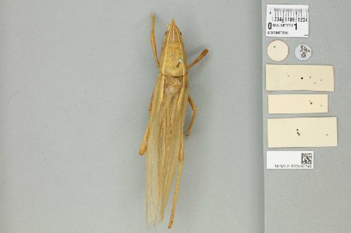 Pseudorhynchus crassiceps (de Haan, 1842) - 012497748_reverse_1