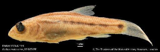 Barbus erubescens Skelton, 1974 - BMNH 1974_6_13_9 Barbus erubescens, PARATYPE