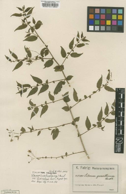 Solanum gracillimum Sendtn. - BM000087541