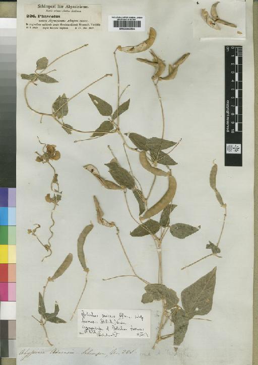 Dolichos sericeus subsp. formosus (Hochst. ex A.Rich.) Verdc. - BM000842534