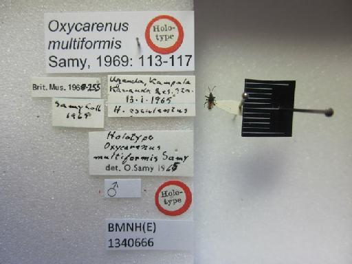 Oxycarenus multiformis Samy, 1969 - Oxycarenus multiformis-BNMH(E)1340666_Holotype male_Labels