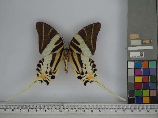 Lepidoptera Linnaeus, 1758 - 014185426 Graphium androcles