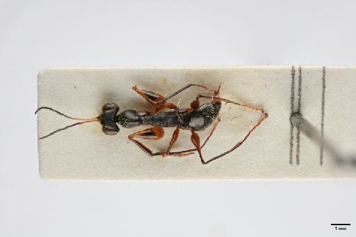 Trichogonatopus hispidus Olmi, 1984 - 012858890_Trichogonatopus_hispidus_HT_dorsal_habitus