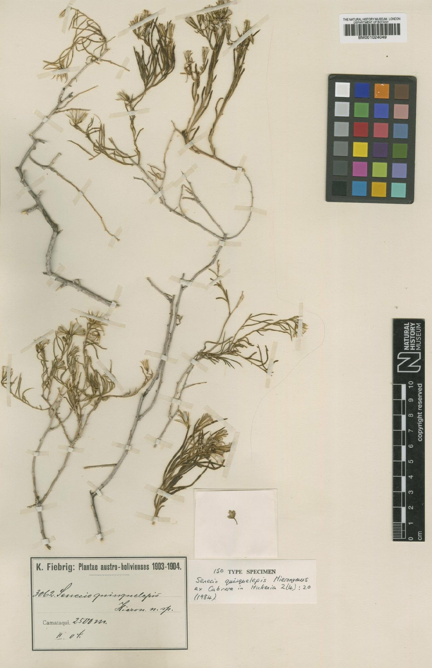 To NHMUK collection (Senecio quinquelepis Hieron. ex Cabrera; Isotype; NHMUK:ecatalogue:622445)