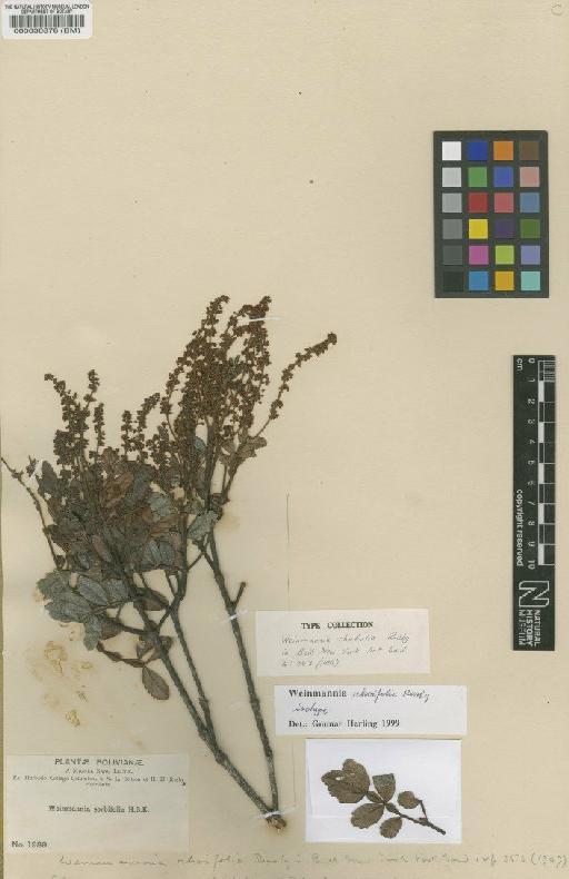 Weinmannia rhoifolia Rusby - BM000030878