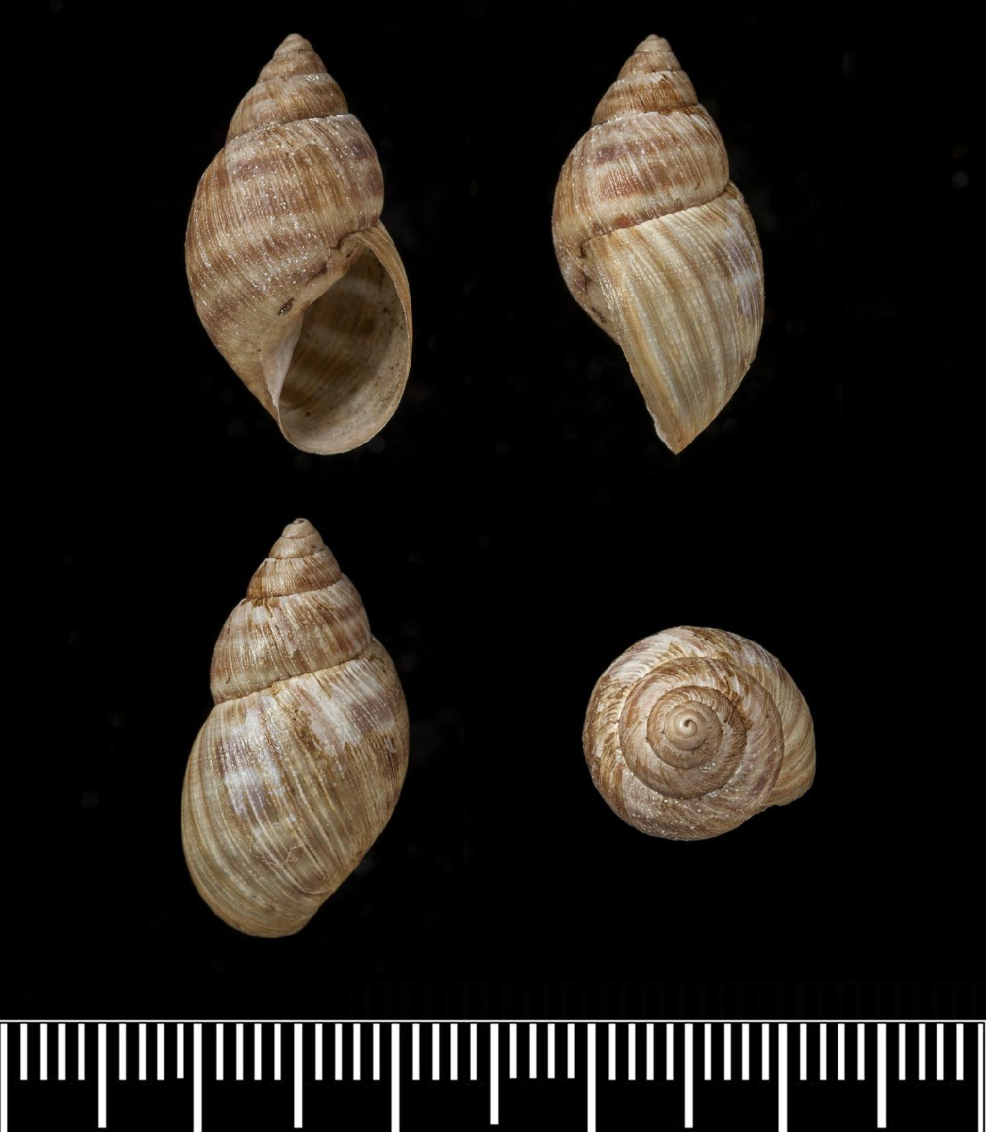 To NHMUK collection (Bulimus filaris Pfeiffer, 1853; SYNTYPE(S); NHMUK:ecatalogue:3507199)