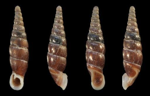 Selenophaedusa dentifera subterclass Tectipleura Hunyadi & Szekeres, 2016 - 20150094, HOLOTYPE, Selenophaedusa dentifera Hunyadi & Szekeres