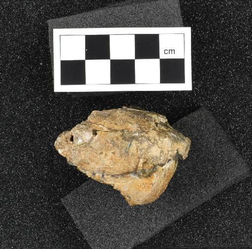 Cynosaurus suppostus (Owen, 1876) - NHMUK PV R 1718 - right lateral