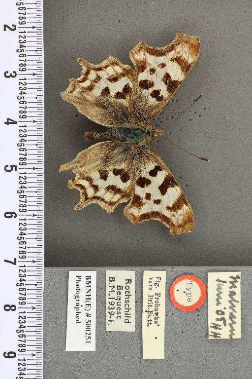 Polygonia c-album ab. dilutus Frohawk, 1938 - BMNHE_500251_22780