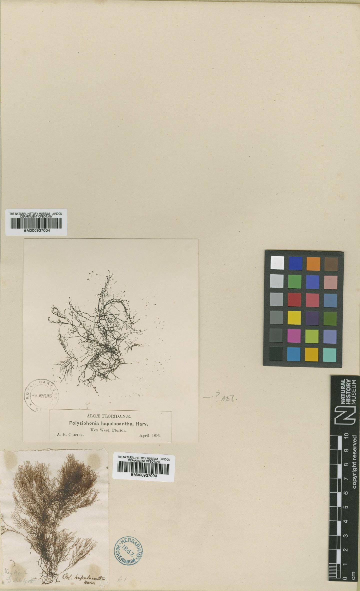To NHMUK collection (Polysiphonia hapalacantha Harv.; Syntype; NHMUK:ecatalogue:465388)