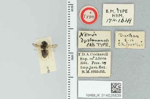 Pseudapis durbanensis (Cockerell, 1920) - 014025839_839193_1668421-