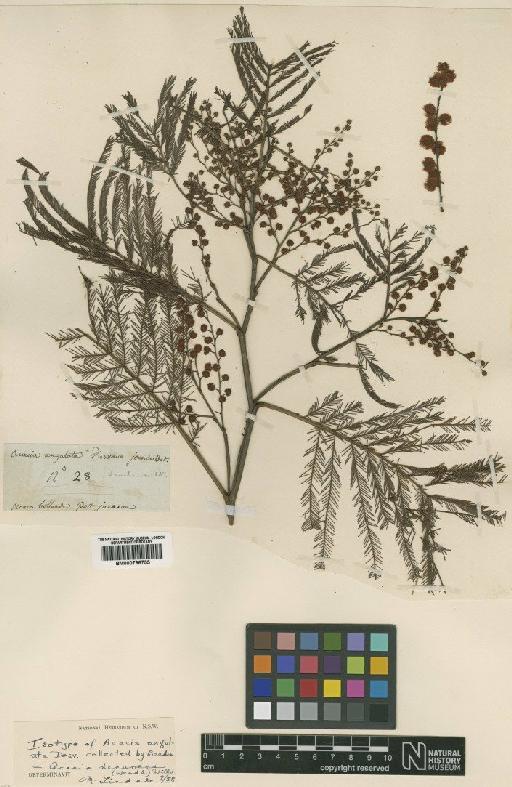 Acacia decurrens Willd. - BM000796755