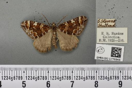 Dysstroma citrata pythonissata (Milliere, 1870) - BMNHE_1776945_353646