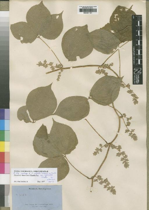 Dioscorea dumetorum (Kunth) Pax - BM000911561
