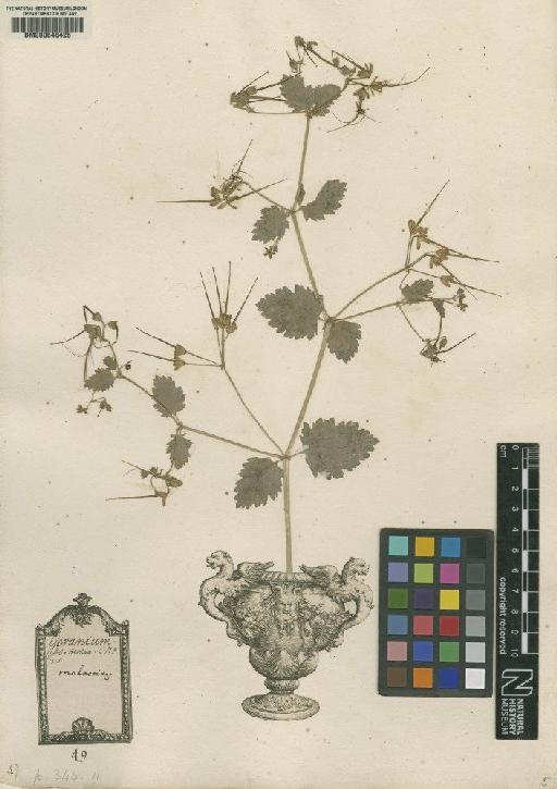 Geranium malacoides L. - BM000646425