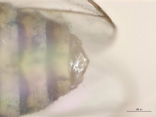 Heterotropus taurus Bowden, 1967 - 010629056_Heterotropus_taurus_terminalia_dorsal_Paratype