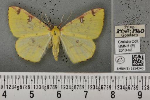 Opisthograptis luteolata (Linnaeus, 1758) - BMNHE_1854340_428275