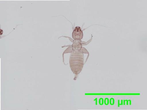 Liposcelis subfuscus Broadhead, 1947 - 010148465__2016_03_17_s2