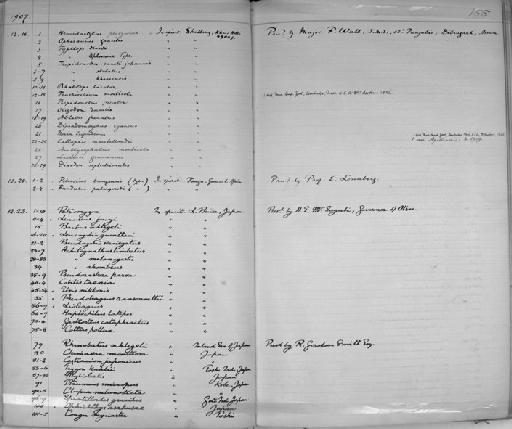 Rhinobatos hynnicephalus Richardson, 1846 - Zoology Accessions Register: Reptiles & Fishes: 1904 - 1925: page 155