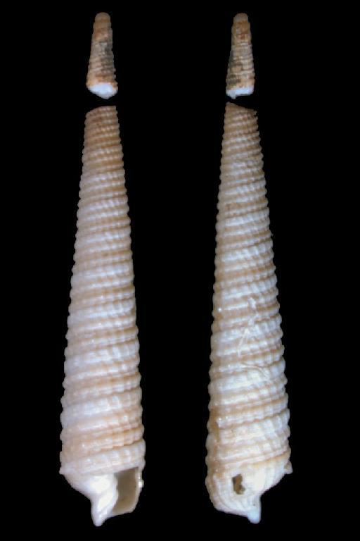 Terebra (Myurella) mamillata Watson, 1885 - 1887.2.9.1160