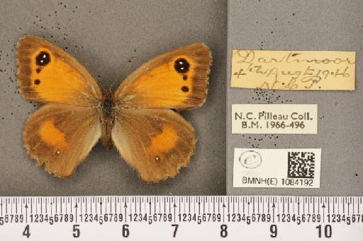 Pyronia tithonus britanniae (Verity, 1914) - BMNHE_1084192_53316