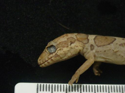 Cyrtodactylus collegalensis Beddome, 1870 - Geckoella collegalensis 1946.8.25.28 002.JPG