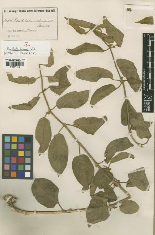 Pseudibatia boliviensis Schltr. - BM000796212