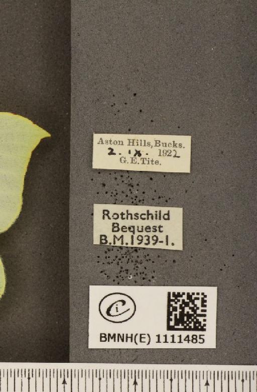 Gonepteryx rhamni rhamni ab. intermedia Tutt, 1896 - BMNHE_1111485_label_64709