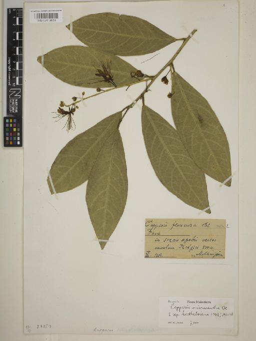 Capparis micrantha subsp. korthalsiana (Miq.) M.Jacobs - BM013419553