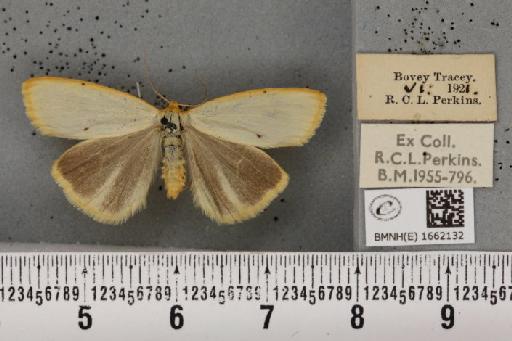 Cybosia mesomella (Linnaeus, 1758) - BMNHE_1662132_258441