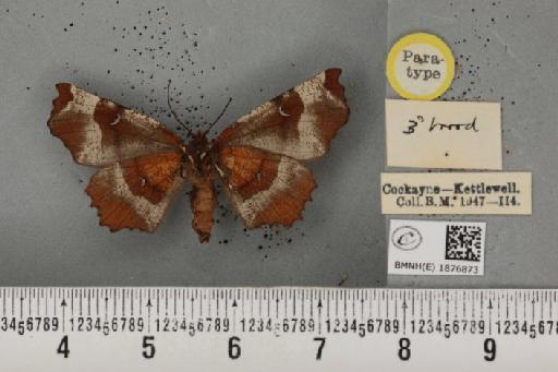 Selenia tetralunaria ab. nigrescens Cockayne, 1949 - BMNHE_1876873_a_449266