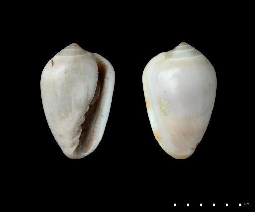 Marginella caribaea d'Orbigny, 1842 - 1854.10.4.304C