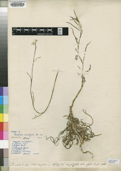 Heliophila coronopifolia L. - BM000552494