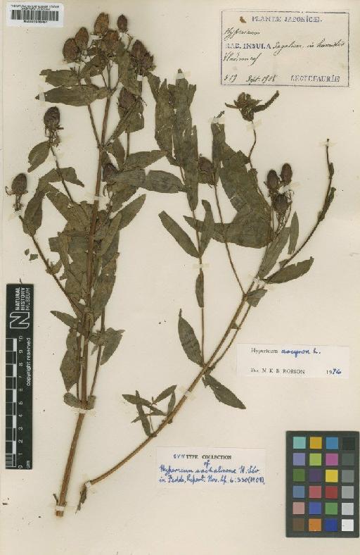 Hypericum ascyron subsp. gebleri (Ledeb.) N.Robson - BM000946464