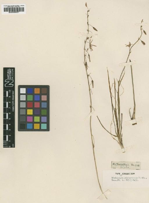 Dichopogon fimbriatus (R.Br.) J.F.Macbr. - BM000990637