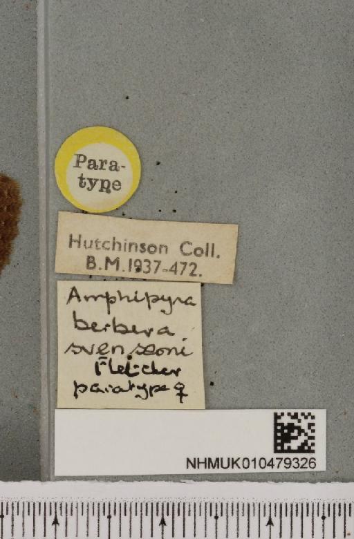 Amphipyra berbera svenssoni Fletcher, D.S., 1968 - NHMUK_010479326_a_label_571724